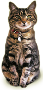 Cat photo to illustrate extinction article on Rockford's Rock Opera Children's Audiobook website.