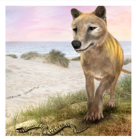 The Tasmanian Wolf (Thylacine)