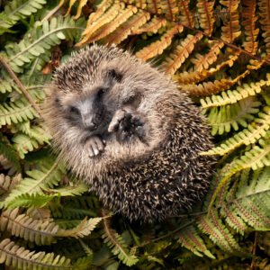 A hedgehog curled up on top of some leaves.
