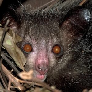 Ugly Animal: Aye Aye