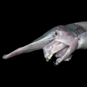 Ugly Animals: Goblin Shark