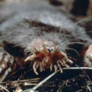 Ugly Animals: Star Nosed Mole