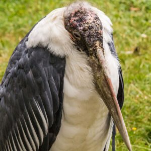 Ugly Animals: Marabou Stork