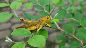 A grasshopper in a wood