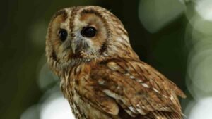 A Tawny Owl on a branch looking for prey in August