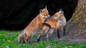 Playful foxes in a park