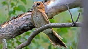 A Nightjar on a tree during the summer in the UK