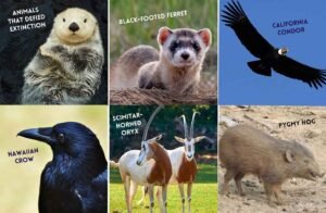 6 creatures that almost became extinct