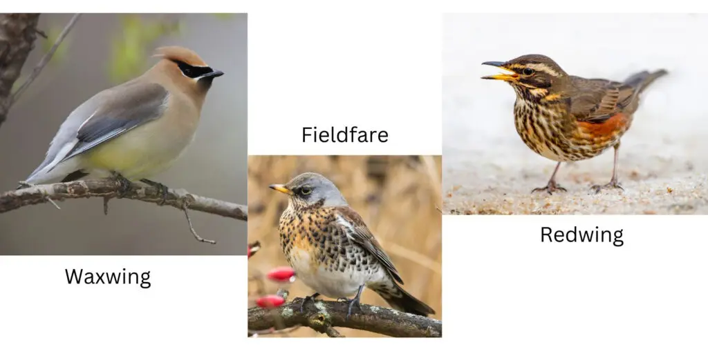 Winter birds in the UK in January include redwings, fieldfares, and the occasional waxwing.