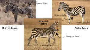 3 zebras kinds in the wild to illustrate a blog about On 31st January, people around the world will be marking International Zebra Day - The day aims to raise awareness about the striped mammal and its endangered condition.