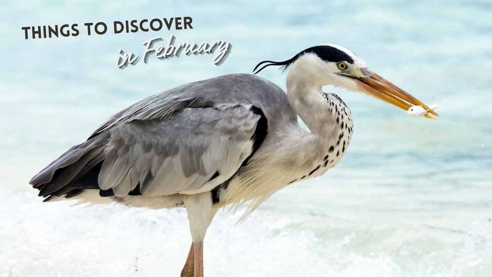 A UK Nature Guide to February and its Late Winter Wonders