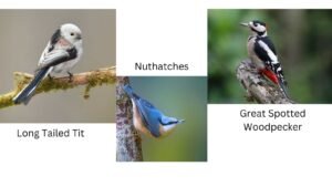 A nuthatch, Long tailed tit and woodpecker to illustrate our blog about nature in February