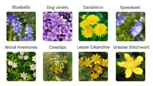 Wildflowers in April, what to spot and more about nature in April