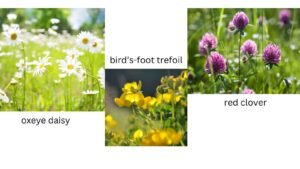 Plants to have in your garden that help wildlife
