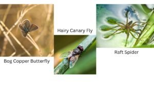 Creatures that live in bogs. Read our blog and Learn how UK bogs store carbon, support rare wildlife, and inspire stories like The King of Nowhere's foul-smelling Bog Hopper.