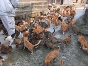 Cats Around the World Blog showing Cats scooping food from the islanders at the port, on Cat Island in Japan