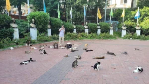 A group of stray cats at the upper entrance of Maçka Artist Park, Istanbul.