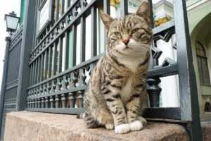 Hermitage Museum cat lounging outside the Winter Palace