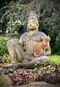Kenny our ginger rescue cat in the garden, celebrating International Cat Day