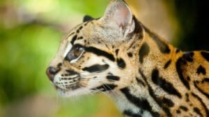 Close up of a Margay wildcat. The margay is a little-known wild cat with astonishing skills. It can rotate its hind legs 180°, hang from a branch by one foot, and even mimic monkey calls to catch prey.