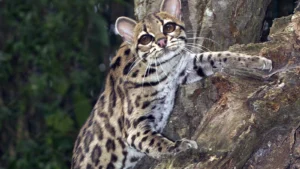 The margay is a little-known wild cat with astonishing skills. It can rotate its hind legs 180°, hang from a branch by one foot, and even mimic monkey calls to catch prey.