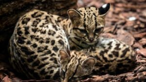 Two Margays. The margay is a little-known wild cat with astonishing skills. It can rotate its hind legs 180°, hang from a branch by one foot, and even mimic monkey calls to catch prey.
