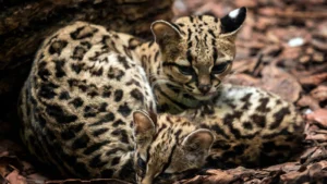 Two Margays. The margay is a little-known wild cat with astonishing skills. It can rotate its hind legs 180°, hang from a branch by one foot, and even mimic monkey calls to catch prey.