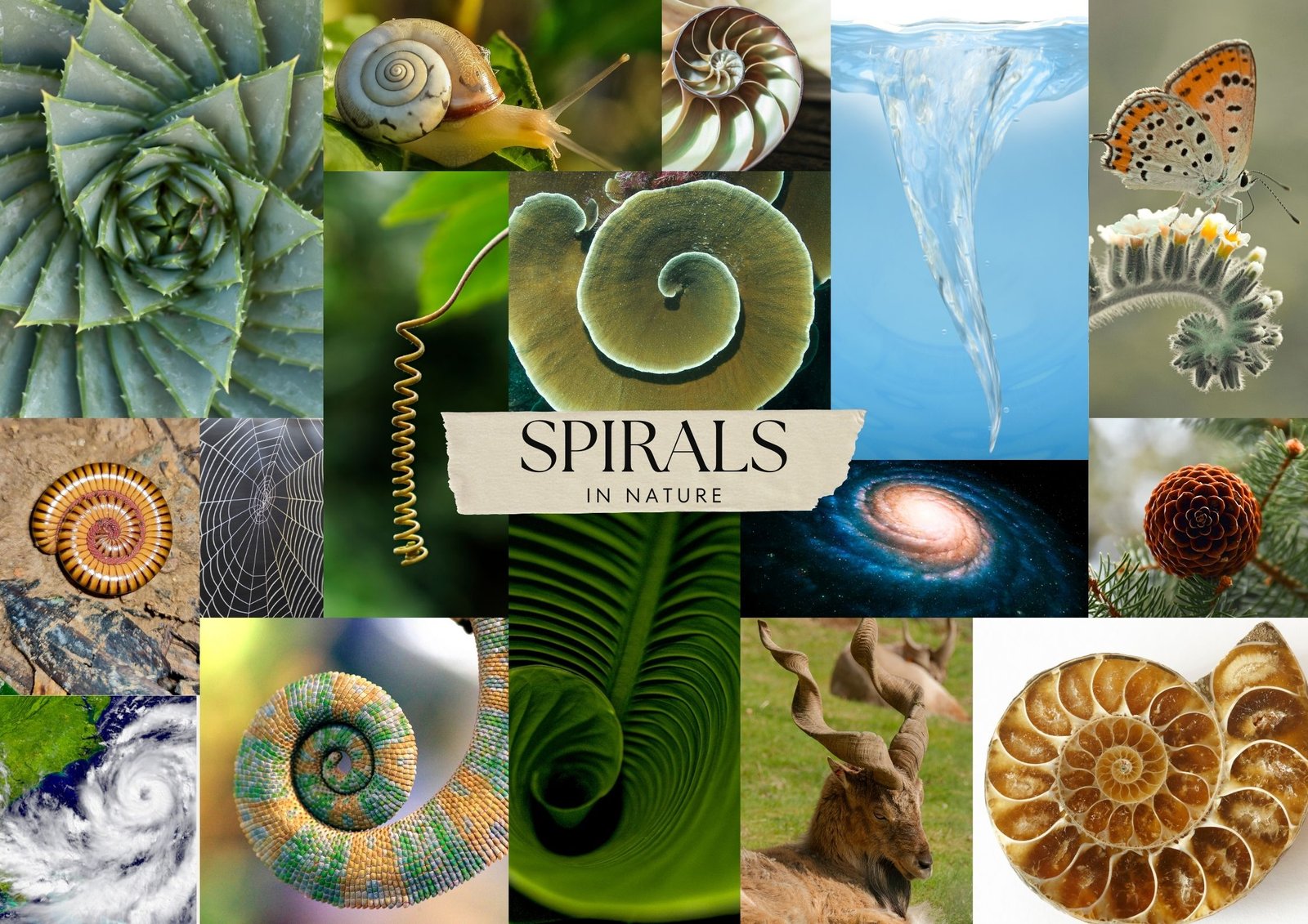 Spirals are everywhere: in shells, storms, staircases, DNA, and galaxies. Discover the Fibonacci sequence, biomimicry innovations, and why Infinity Island spirals back in time in Lost on Infinity.