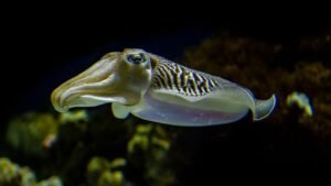 A Pharaoh Cuttlefish. Celebrate Squid, Cuttlefish and Kraken with Rockford’s Rock Opera. Discover real ocean shapeshifters and how they’re inspiring new biomimicry technology.