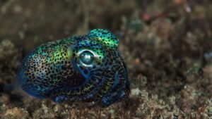 Bobtail squid. Celebrate Squid, Cuttlefish and Kraken with Rockford’s Rock Opera. Discover real ocean shapeshifters and how they’re inspiring new biomimicry technology.