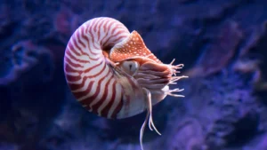 A nautilus to celebrate Nautilus Night with Rockford’s Rock Opera. Discover ancient spiral-shelled cephalopods, living fossils, and the stories they leave in stone.