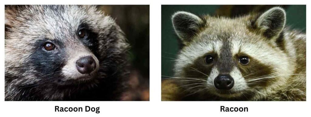 A Raccoon and a Raccoon Dog to show differences