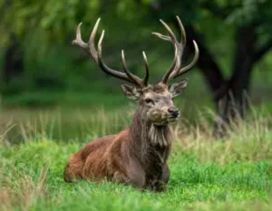 A deer to illustrate our blog about what happens in nature in November – hedgehogs, wild boar, fungi, migrating birds and more. Explore biomimicry, wildlife tips and family activities.