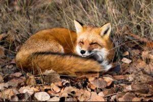 A sleeping fox to illustrate our blog about what happens in nature in November – hedgehogs, wild boar, fungi, migrating birds and more. Explore biomimicry, wildlife tips and family activities.
