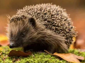 A hedgehog to illustrate our blog about what happens in nature in November – hedgehogs, wild boar, fungi, migrating birds and more. Explore biomimicry, wildlife tips and family activities.