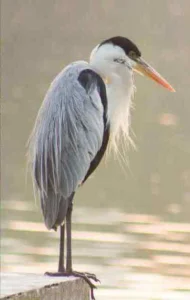 A heron to illustrate our blog about what happens in nature in November – hedgehogs, wild boar, fungi, migrating birds and more. Explore biomimicry, wildlife tips and family activities.