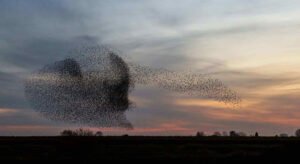 Birds in flocks to illustrate our blog about what happens in nature in November – hedgehogs, wild boar, fungi, migrating birds and more. Explore biomimicry, wildlife tips and family activities.