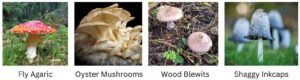 Lots of types of fungi to illustrate our blog about what happens in nature in November – hedgehogs, wild boar, fungi, migrating birds and more. Explore biomimicry, wildlife tips and family activities.