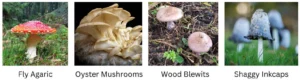 Lots of types of fungi to illustrate our blog about what happens in nature in November – hedgehogs, wild boar, fungi, migrating birds and more. Explore biomimicry, wildlife tips and family activities.