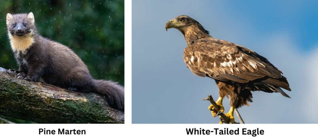 In the UK, the Back from the Brink programme has officially put 96 priority species on the road to recovery. uch as te Pine Martens and White Tailed Eagles.