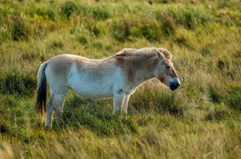 The Przewalski’s horse (or takhi) is the only truly wild horse left on Earth. After being declared extinct in the wild in the late 1960s, a massive global effort has brought them home.